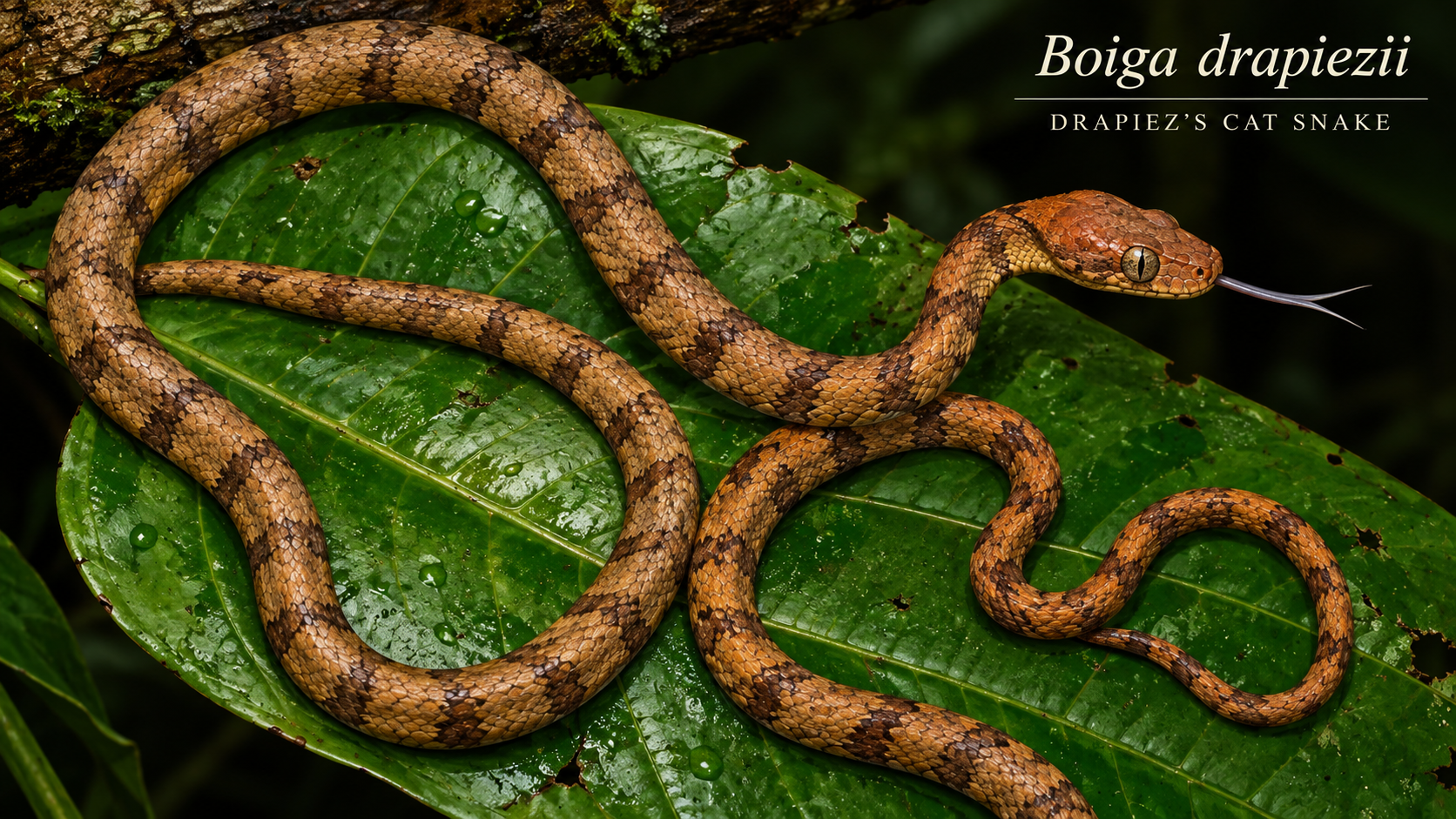 Boiga drapiezii