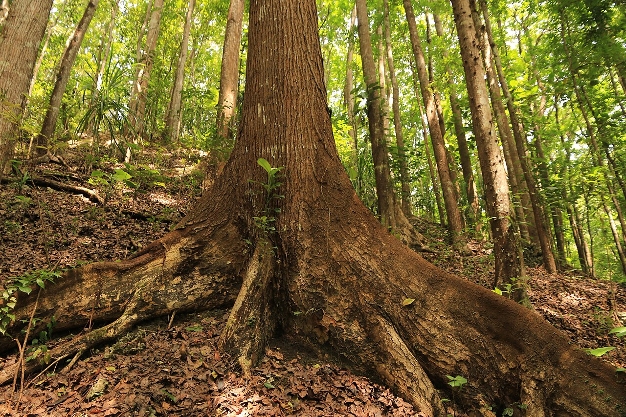 Spreading mahogany roots surrounded by brown fallen leaves on Bohol