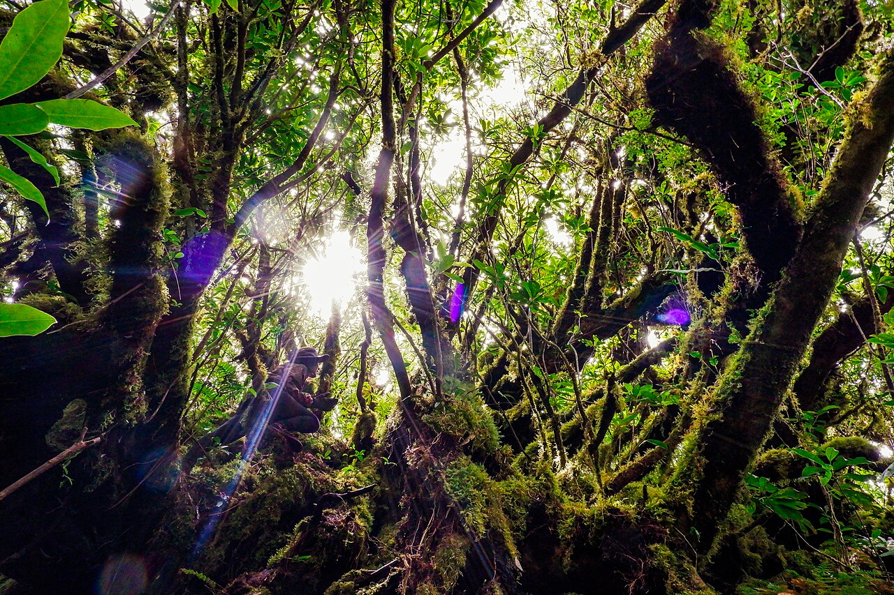 Moss-covered trunks and branches in wet forest on Mount Isarog