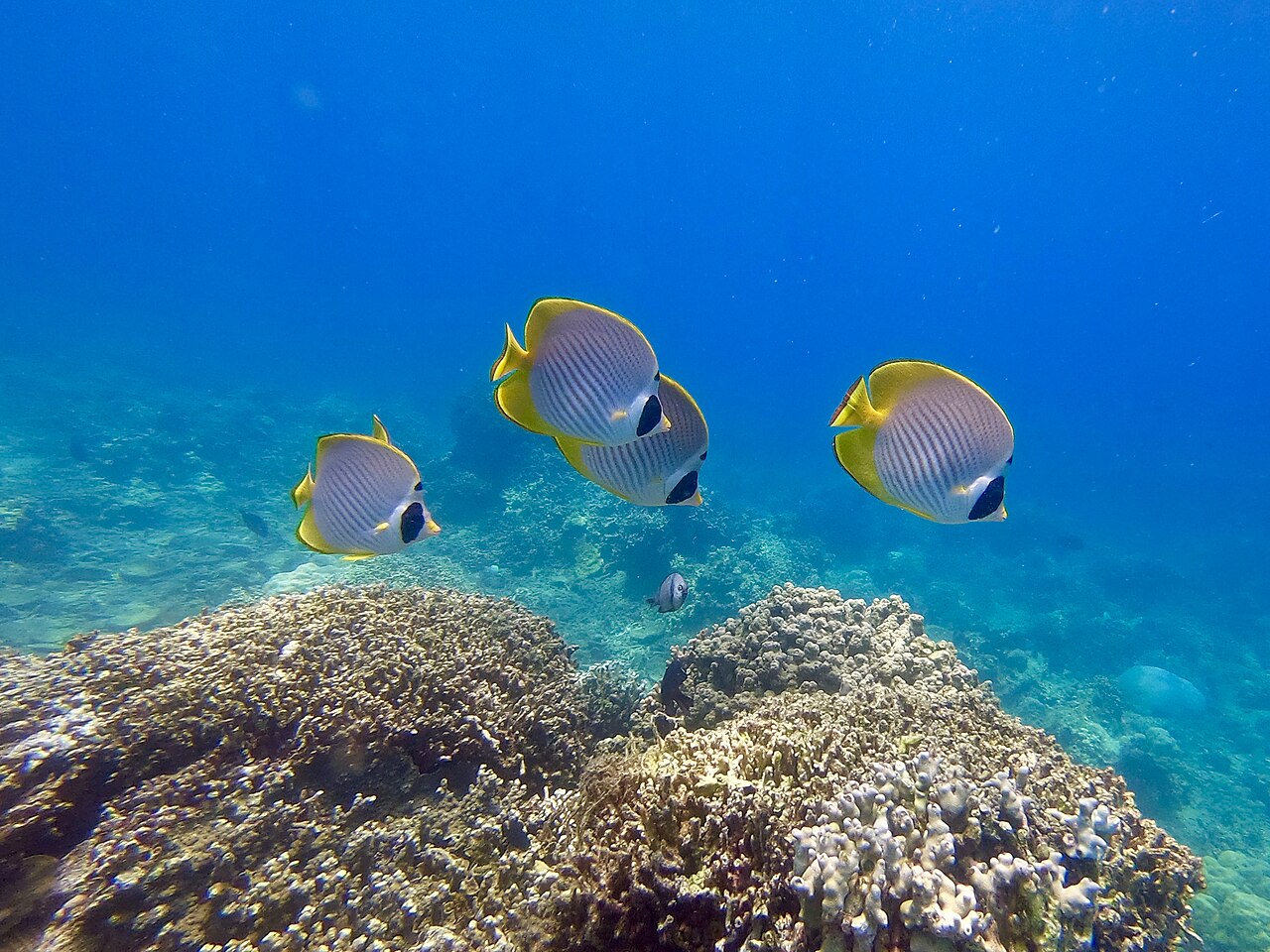 Butterflyfish swimming over a coral reef off Verde Island