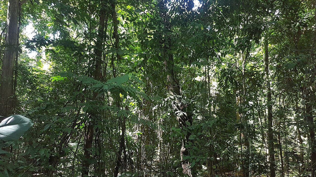 Interwoven lianas and leafy branches in a Mindanao forest