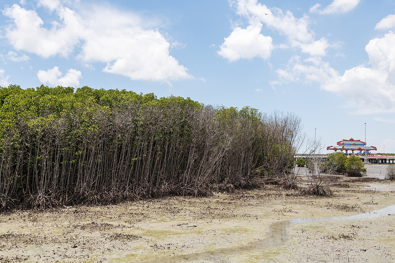 Mangrove forest at Benoa, Bali.