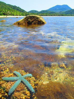 A reef habitat off Camiguin de Babuyanes, the northern Camiguin in the Babuyan Islands.