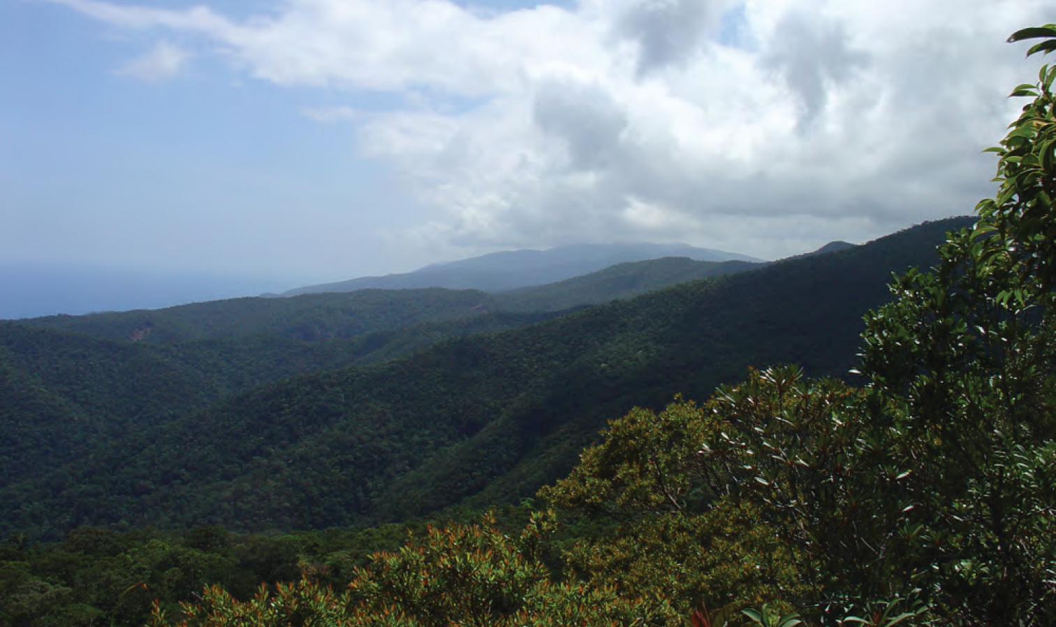 Forest above 1,200 metres near Diddadungan, Palanan, in the northern Sierra Madre of Luzon.